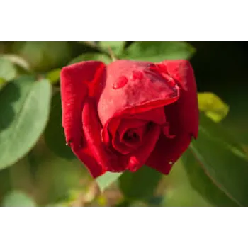 Best Red Rose Flower